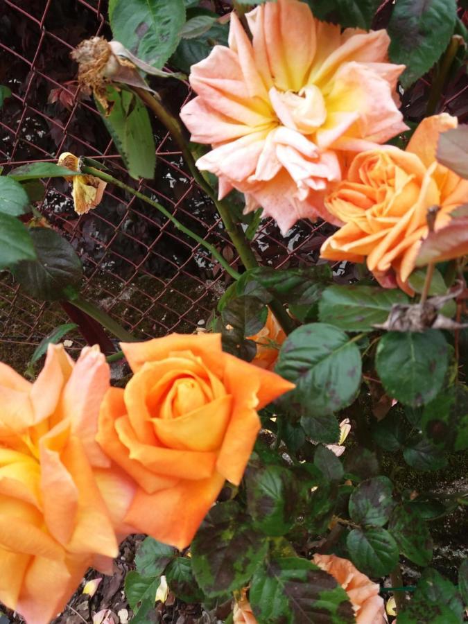 Bed And Breakfast Les Roses Multicolores Du 47 福梅尔 外观 照片
